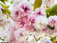 60,000+ Free Flower Tree & Nature Photos - Pixabay