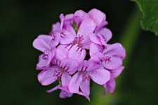 3,000+ Free Variety Of Geranium & Geranium Images - Pixabay