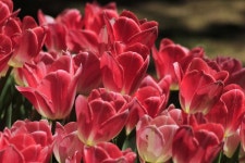 mon_declencheur - Pixabay Download free media from mon_declencheur | Pixabay