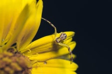 Crab Yellow Ocypode Quadrata - Free photo on Pixabay
