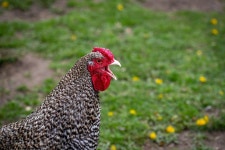 9,000+ Free Rooster Breeds & Rooster Images - Pixabay
