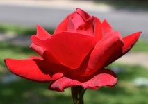 90,000+ Free Bright Rose & Rose Images - Pixabay