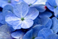 Flower Botany Hydrangea - Free photo on Pixabay