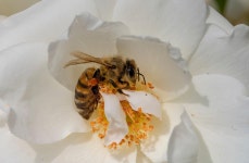 Sternolde Honey Bee - Free photo on Pixabay