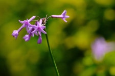 Flower Nature Flora - Free photo on Pixabay