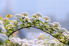 400,000+ Free Flower Bloom & Flower Images - Pixabay