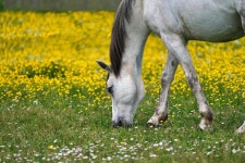 Horse Grazes White - Free photo on Pixabay