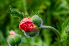 20,000+ Free Budding & Nature Photos - Pixabay