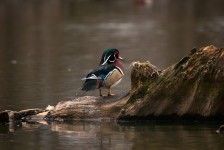 60,000+ Free Wood Duck & Duck Photos - Pixabay