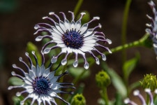 Flower Nature Flora - Free photo on Pixabay