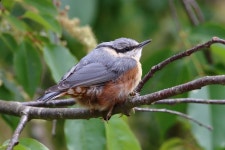 600개 이상 무료 Nuthatch 및 자연 사진 - Pixabay