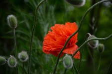 30,000+ Free Poppy Bud & Poppy Photos - Pixabay