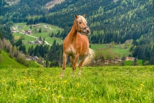 Horse Equine Equestrian - Free photo on Pixabay
