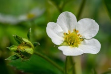 40,000+ Free Strawberry Flower & Nature Photos - Pixabay