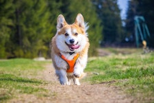 800+ Free Welsh Corgi & Corgi Photos - Pixabay