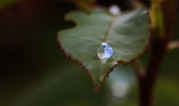 Rose Flower Dew - Free photo on Pixabay - Pixabay Rose Flower Dew - Free photo on Pixabay