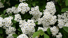 80+ Free Meadowsweet & Nature Photos - Pixabay