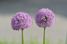 Inflorescence Dropwort Flower - Free photo on Pixabay - Pixabay Inflorescence Dropwort Flower - Free photo on Pixabay