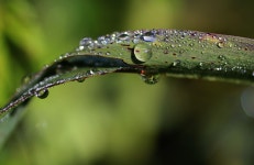 Drops Rain - Free photo on Pixabay