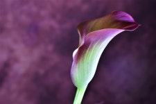 500+ Free Calla & Nature Photos - Pixabay