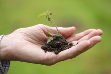 Seedlings Planting Gardening - Free photo on Pixabay