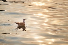 Gull Bird Animal Baltic - Free photo on Pixabay