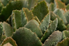 Succulent Flower Flora - Free photo on Pixabay