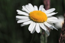 Daisy Flower Plant White - Free photo on Pixabay