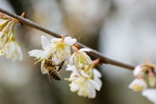 Bee Cherry Blossom Flowers - Free photo on Pixabay