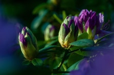 1,000+ Free Rhododendron & Bloom Photos - Pixabay