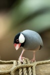 10+ Free Java Sparrows & Png Images - Pixabay