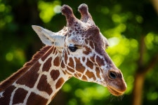 40,000+ Free Giraffe Head & Giraffe Images - Pixabay