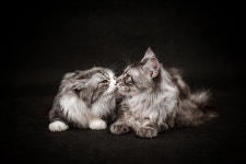 400+ Free Companionship & Couple Photos - Pixabay