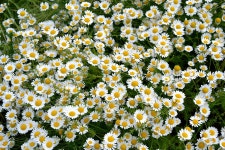 Chamomile Daisies White Flowers - Free photo on Pixabay