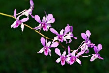 Orchid Dendrobium Purple - Free photo on Pixabay
