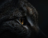 700+ Free Rysy & Lynx Images - Pixabay