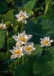 30,000개 이상 무료 수생 식물 및 자연 사진 - Pixabay