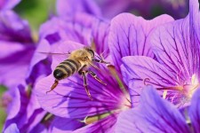 90,000+ Free Bee Wild & Bee Images - Pixabay