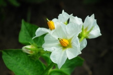 Potato Plant Leaves - Free photo on Pixabay