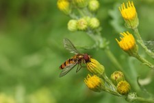 Hoverfly Forage Pollen - Free photo on Pixabay