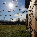 40,000개 이상 무료 꿀벌 농장 및 꿀벌 사진 - Pixabay