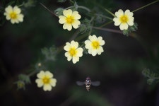 80+ Free Cinquefoil & Nature Photos - Pixabay