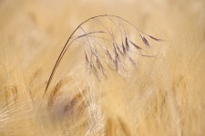 분야 곡물 잔디 - Pixabay의 무료 사진