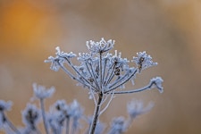 Fruits Dried Frosted - Free photo on Pixabay
