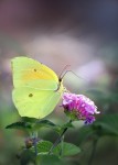 Butterfly Colorful Yellow - Free photo on Pixabay