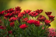 2,000개 이상 무료 거베라 및 꽃 사진 - Pixabay