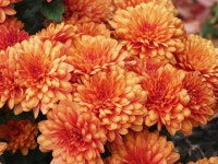 500,000+ Free Colorful Flowers & Colorful Images - Pixabay