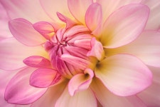 400,000+ Free Big Flowers & Nature Images - Pixabay