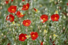 10개 이상 무료 Helianthemum 및 브라운 사진 - Pixabay