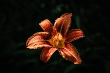 100,000+ Free Orange Day-Lily & Nature Images - Pixabay